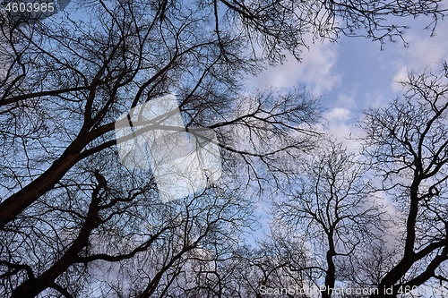 Image of Bare tree branches