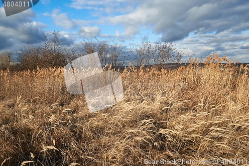 Image of Dry autumn meadow and bushland