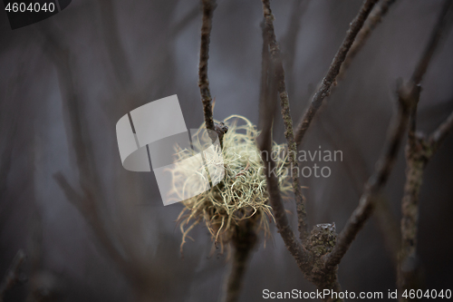 Image of Plant life after bush fires in Australia