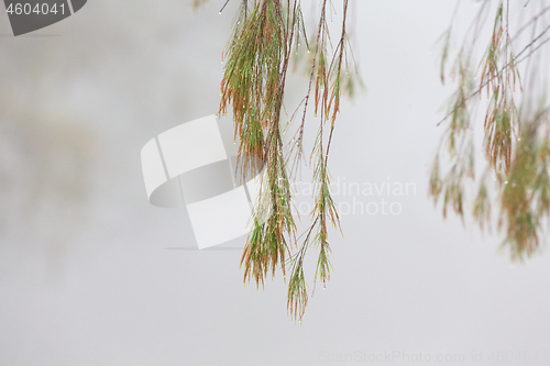 Image of Weeping tree with beads of glistening water on a foggy morning 