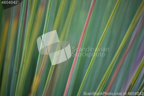 Image of Grass tree abstract background