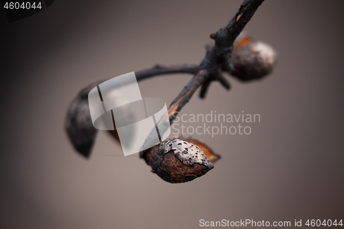 Image of Seed pod opens after bush fires