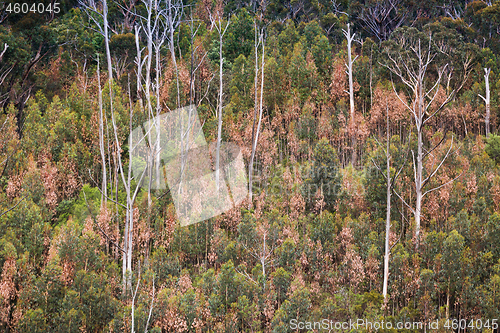 Image of Burnt and unburnt bushland of Blue Mountains after bush fires