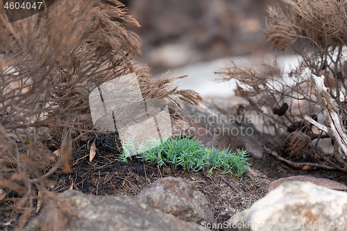 Image of This green plant stands out among the burnt vegetation