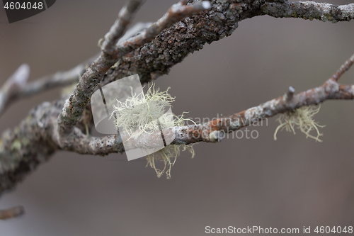 Image of Tentacles of hairy moss survivce after bush fire