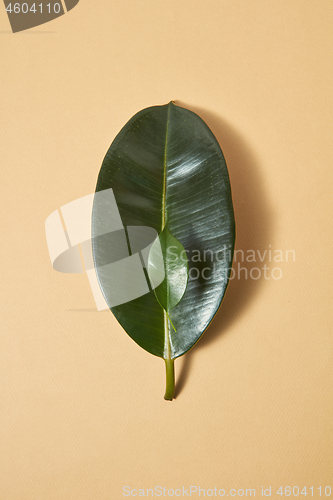 Image of Leaves of evergreen tropical plant on a beige background.