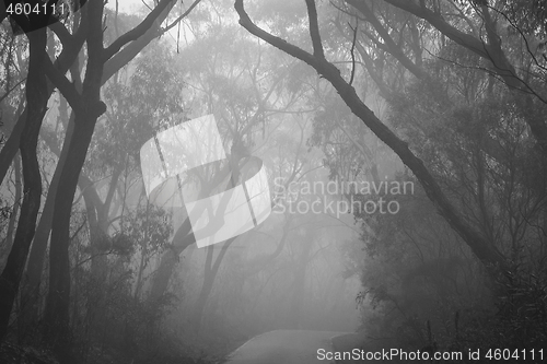 Image of Misty road through Blue Mountains