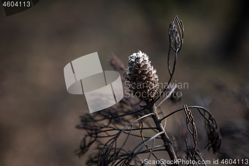 Image of Seed pod opening after bush fires in Australia