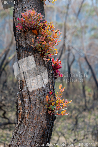 Image of Epicormic leaf growth from a burnt tree trunk triggered after bu