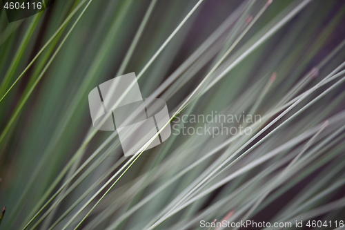 Image of Moving grass strands abstract