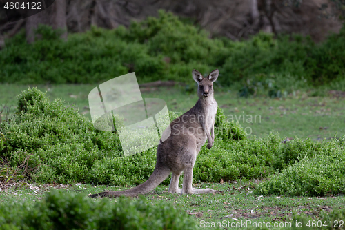 Image of Kangaroo in green bush land