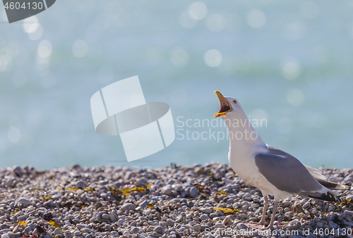 Image of Seagull Shouting on the Rocky Beach in Normandy