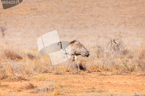 Image of Emu Bird in Australia