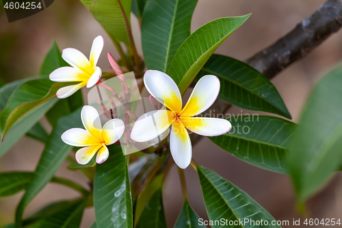 Image of white and yellow frangipani flower