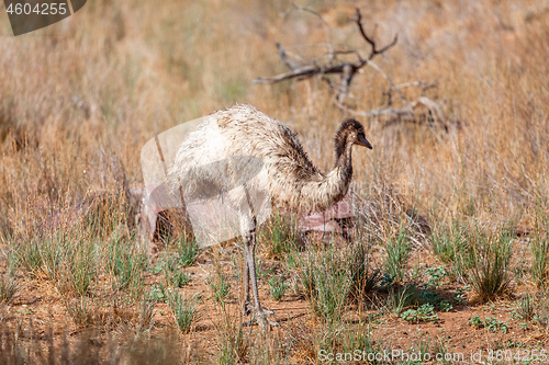 Image of Emu Bird in Australia