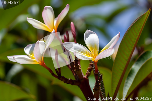 Image of white and yellow frangipani flower