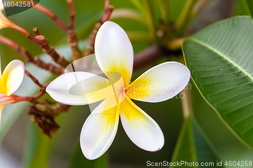 Image of white and yellow frangipani flower