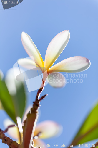 Image of white and yellow frangipani flower