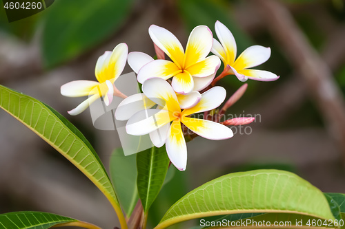 Image of white and yellow frangipani flower