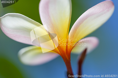 Image of white and yellow frangipani flower