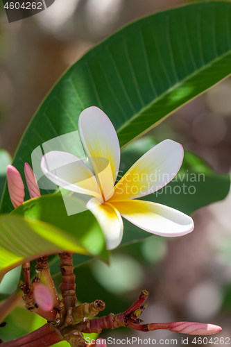 Image of white and yellow frangipani flower