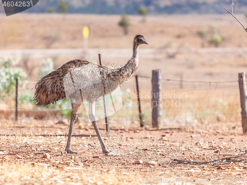 Image of Emu Bird in Australia