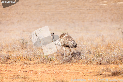 Image of Emu Bird in Australia