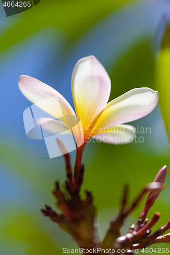 Image of white and yellow frangipani flower