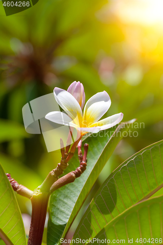 Image of white and yellow frangipani flower