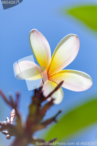 Image of white and yellow frangipani flower