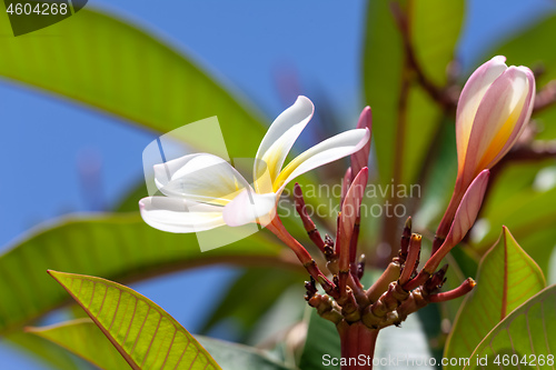 Image of white and yellow frangipani flower