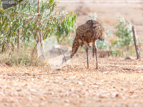 Image of Emu Bird in Australia