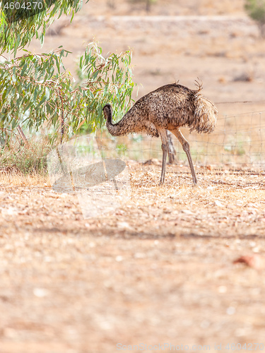 Image of Emu Bird in Australia