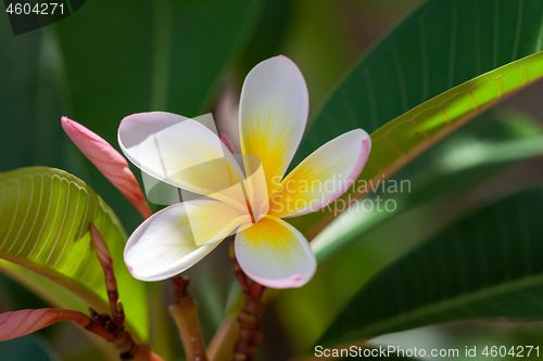 Image of white and yellow frangipani flower