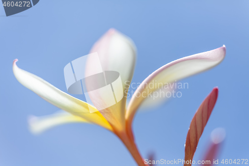 Image of white and yellow frangipani flower