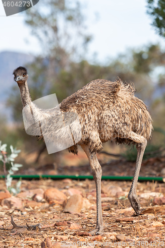 Image of Emu Bird in Australia