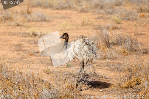 Image of Emu Bird in Australia