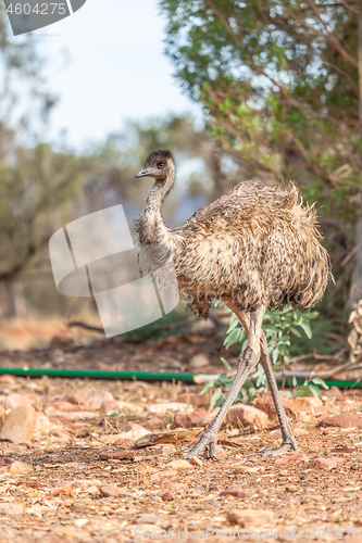 Image of Emu Bird in Australia