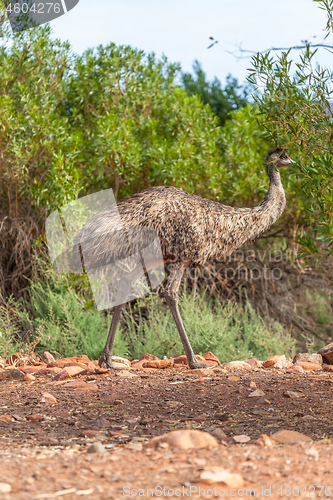 Image of Emu Bird in Australia