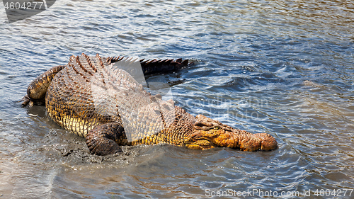 Image of crocodile Australia