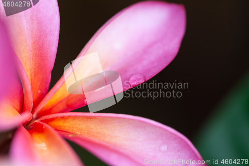 Image of pink frangipani flower