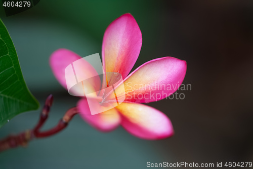 Image of pink frangipani flower