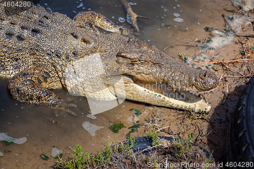 Image of crocodile Australia