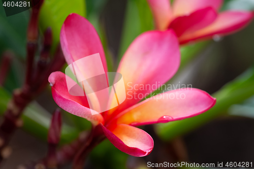 Image of pink frangipani flower