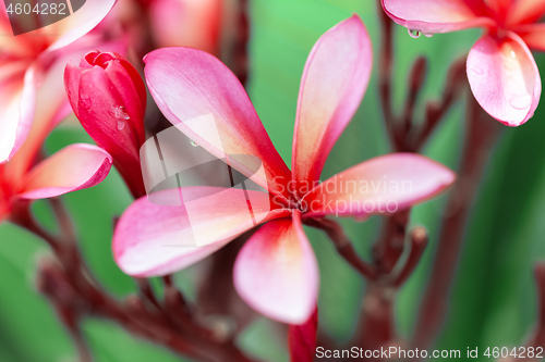 Image of pink frangipani flower