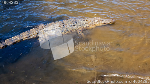 Image of crocodile Australia