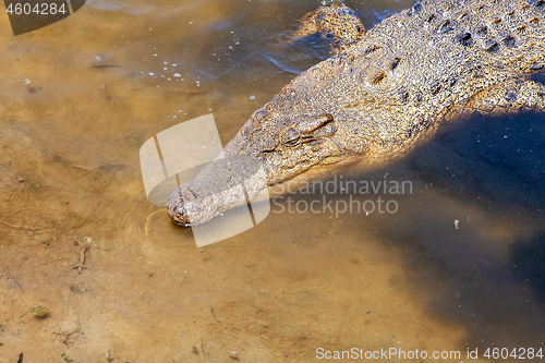 Image of crocodile Australia