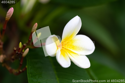 Image of white and yellow frangipani flower