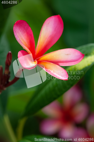 Image of pink frangipani flower