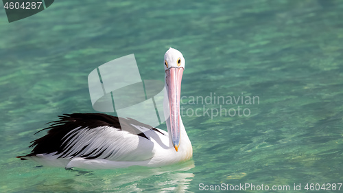 Image of pelican Australia sea